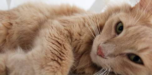 Déjame descansar. Gato