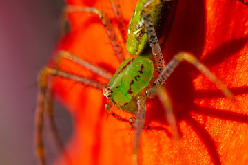 fotografia macro de araña verde sobre flor roja 