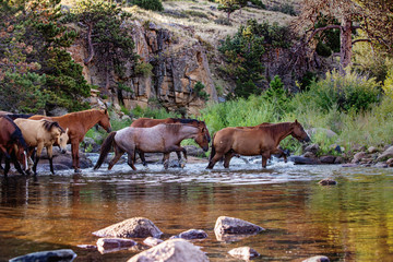 Water Crossing