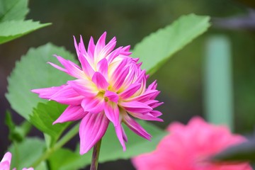 A closeup of pink and yellow Dahlia flowers in the garden. Victoria BC Canada