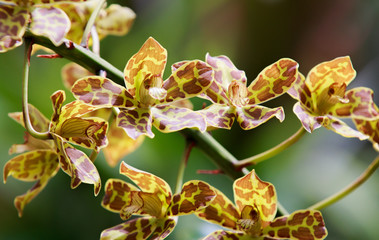 tiger orchid from the botanical garden.