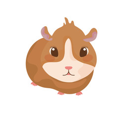 small hamster with white background