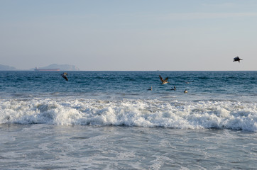 Pelicans fishing in the Pacific Ocean off  Mirimar Beach,Manzanillo, Colima, Mexico