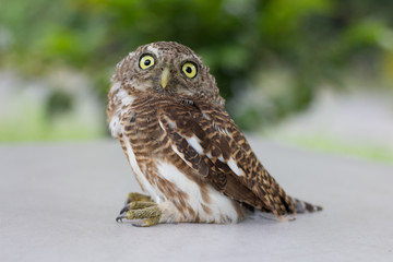 Collared owlet