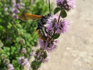  Pennyroyal  Mentha pulegium A wild bee. A bee sits on purple  mentha pulegium flower at sunny summer day. c