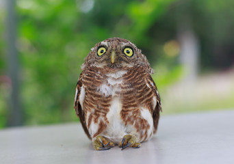 Collared owlet