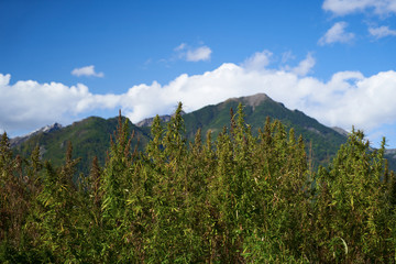 hemp field among high mountains