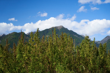hemp field among high mountains