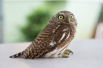 Collared owlet