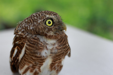 Collared owlet