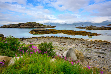 Lofoten Islands, Northern Norway, mountain views, sea and flowers on the roadside in summer cloudy day