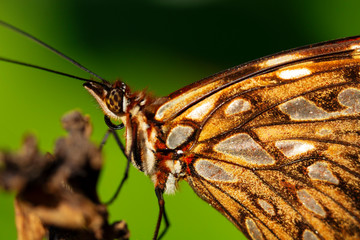 Obraz premium fotografia macro de mariposa con fondo verde