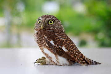 Collared owlet