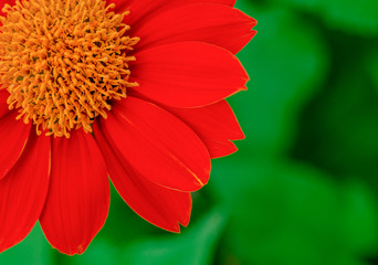 Mexican sunflower on a blurred background