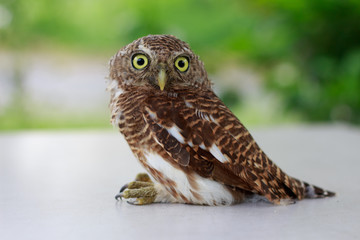 Collared owlet