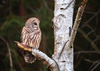 A Barred Owl perched on a branch, getting ready to hunt