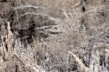 Dry grass in winter forest covered with hoarfrost close up