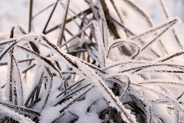 Dry grass in winter forest covered with hoarfrost close up