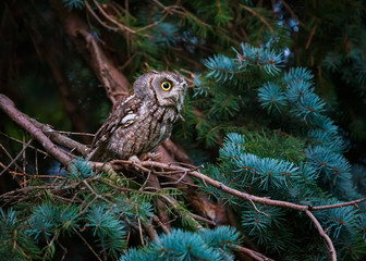 An Eastern Screech Owl gets ready to hunt at dusk