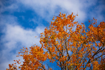 Bright orange Autumn leaves against a blue sky