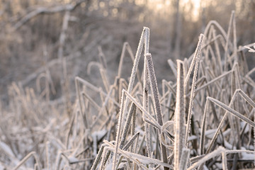 Fototapeta premium Dry grass in winter forest covered with hoarfrost close up