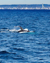 Whale watching gold coast