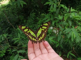 butterfly on hand