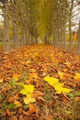 Colorful fall scenes. Tree lined driveways filled with bright reds and oranges. Vanishing point autumns scene