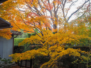 Beautiful colorful yellow maple trees in japanese temple garden for background, Kyoto, Japan