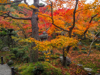 Charming scene of colorful maple trees in japanese temple garden for background, Kyoto, Japan