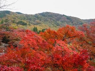 Beautiful colorful red  maple trees on mountain for background with copy space, Kyoto, Japan
