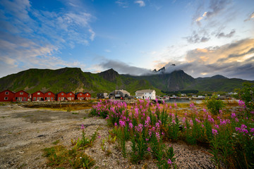 Red village with pink flower fields and beautiful nature in the evening at ballstad city, lofoten island in northern Norway.