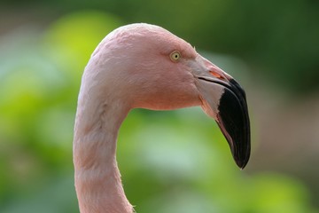 Chilean Flamingo Portrait, closeup