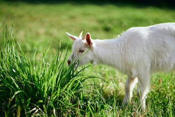 white goat on green grass