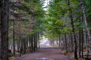 Fototapeta premium Forest along the North Shore of Lake Superior