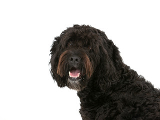 Barbet dog portrait. Isolated on white, copy space.