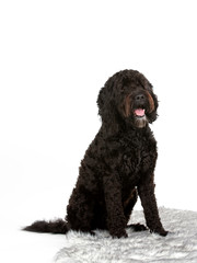 Barbet dog portrait. Isolated on white, copy space.
