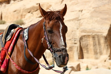 イスラエル　ヨルダン