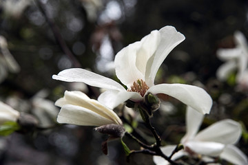 white magnolia flowers on a tree