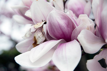 Fototapeta na wymiar beautiful magnolia flowers pink and white