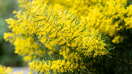 field of yellow flowers