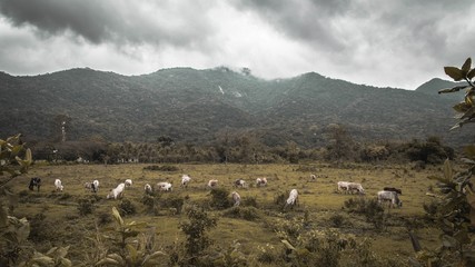 herd of sheep in mountains
