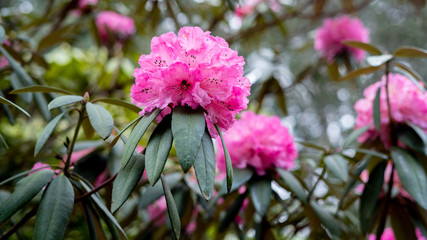 pink flowers in the garden