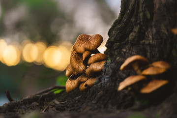 Sprouting Mushrooms on a Tree