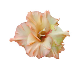 Fototapeta na wymiar Beautiful gladiolus flower isolated on a white background