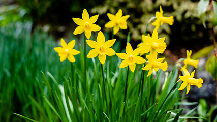 Obraz premium yellow daffodils in the garden