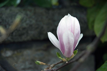 pink flower bud