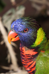 rainbow lorikeet in tree
