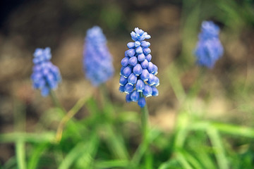 blue flowers in the garden
