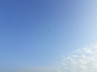 dragonflies flying in blue sky with clouds